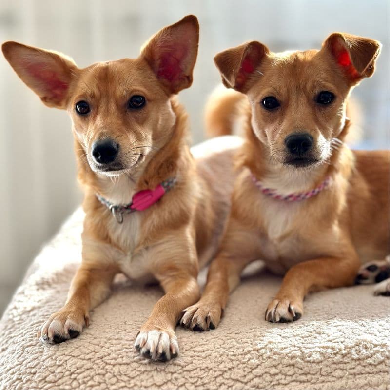 Giulia und Gina aus Rumänien