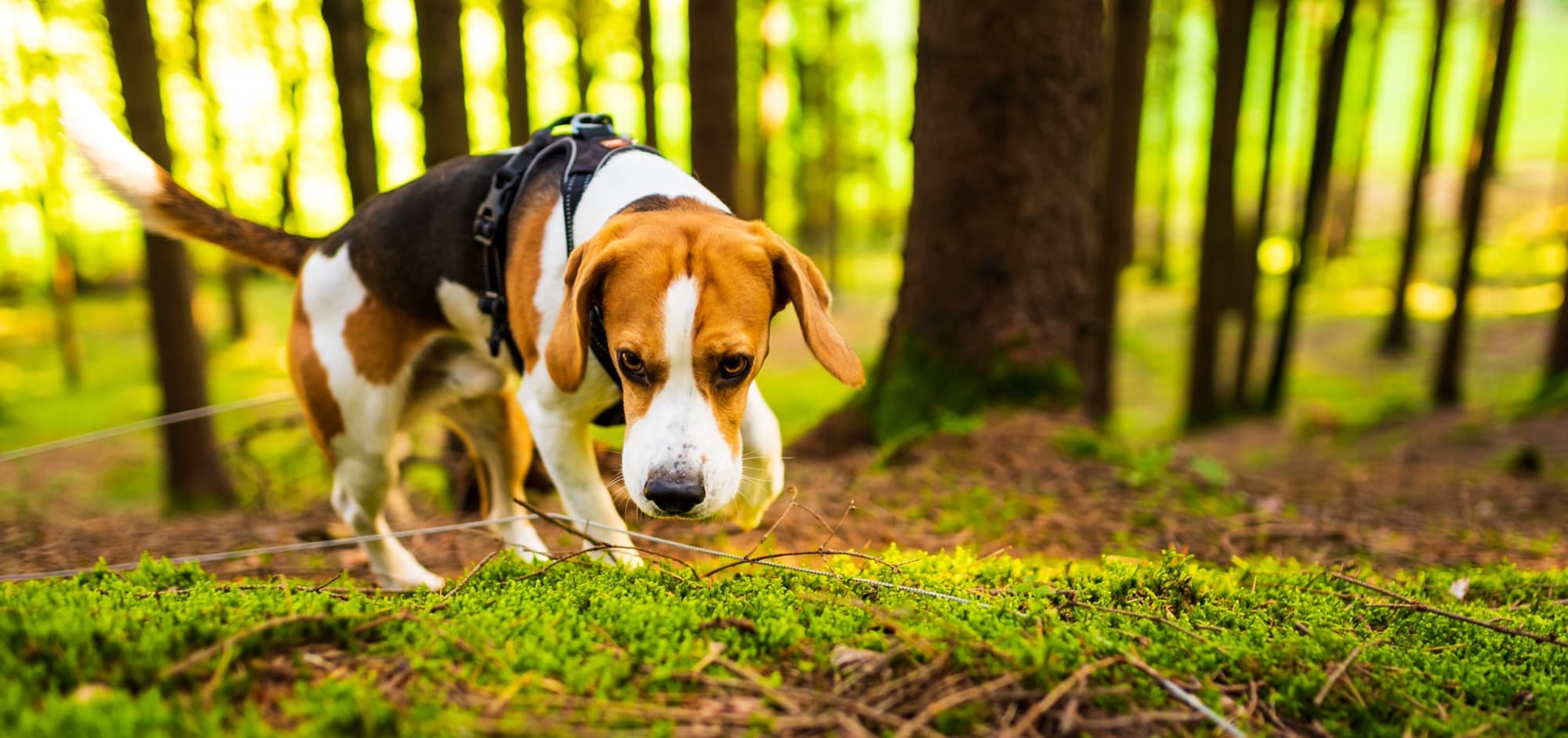 Hund schnüffelt