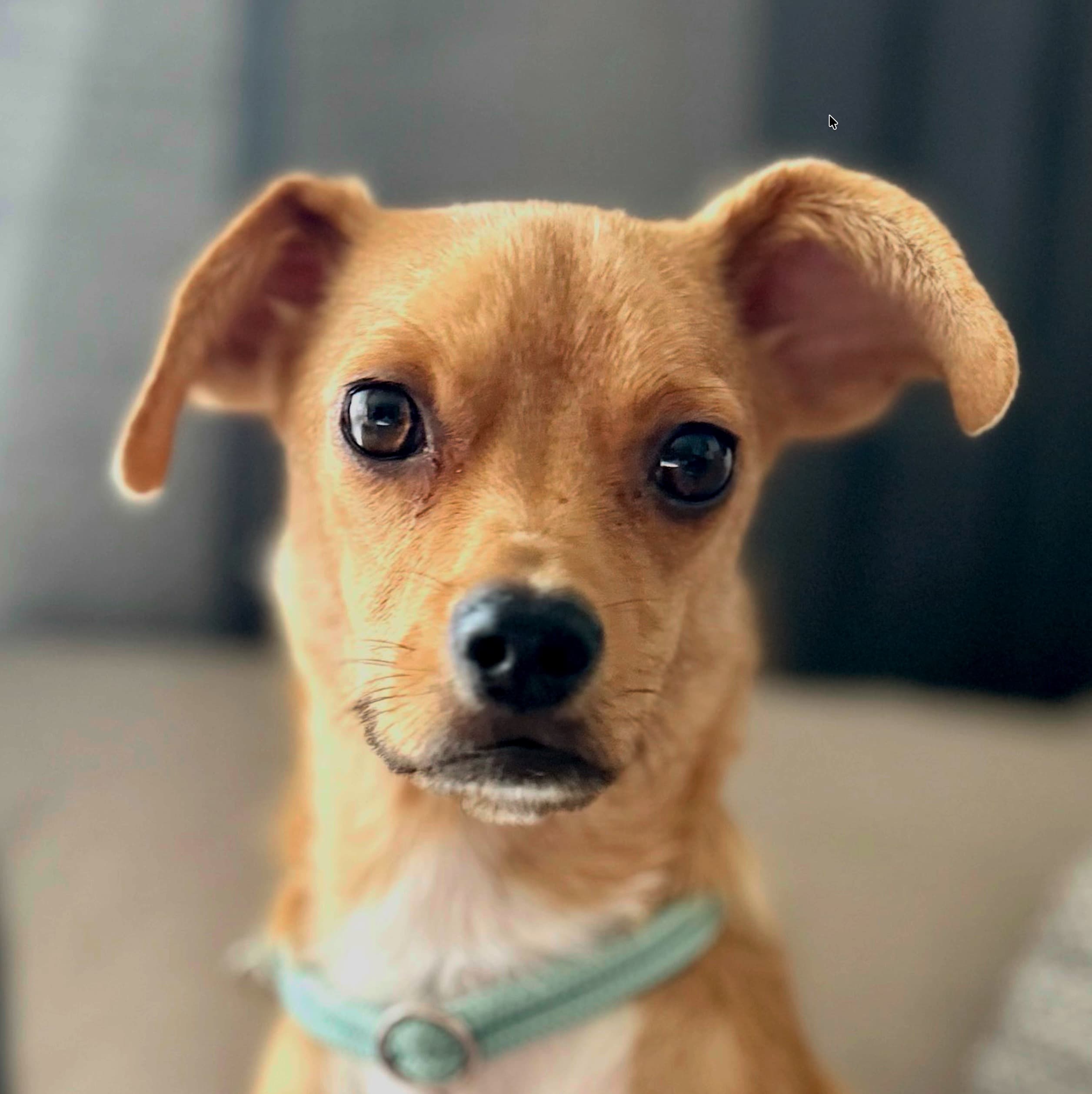 Pauli, unser kleiner Kämpfer