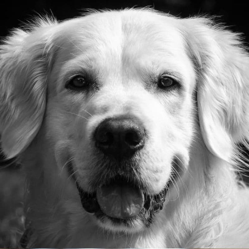 Yellow, unser Golden Retriever